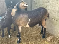 母山羊, Goats — 照片 2