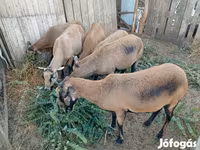 Juh, Cameroon sheep — 2. fotó