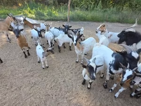 母山羊, Nigerian dwarf goats