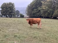 Kuh, Limousin-Kuh — Foto 5