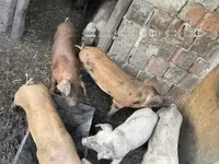 猪（批次，未指定性别）, Pigs — 照片 1