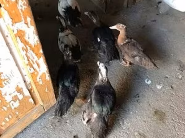 Ducks — 匈牙利