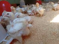 Chickens — 1-сурет