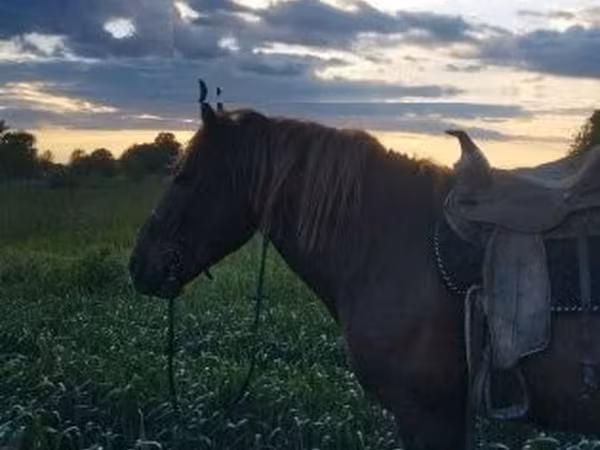 Cheval, Chevaux