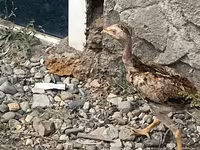 إنديان جيم — الصورة 3