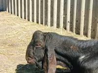 تيس, Kamori goats — الصورة 2