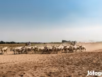 بقرة, السلالة الرمادية الهنغارية — الصورة 2