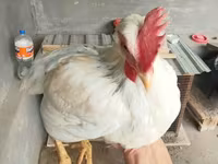 Chickens — 照片 2