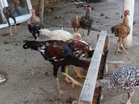 Chickens — الصورة 5