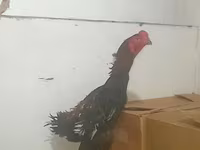 长门鸡 — 照片 5