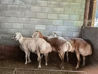 Juh, Afghan Arabi sheep — 4. fotó