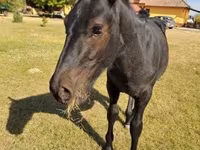 Kůň, Nonius horse — foto 2