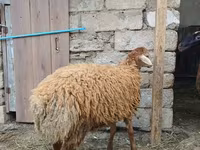 母羊, Sheep — 照片 5