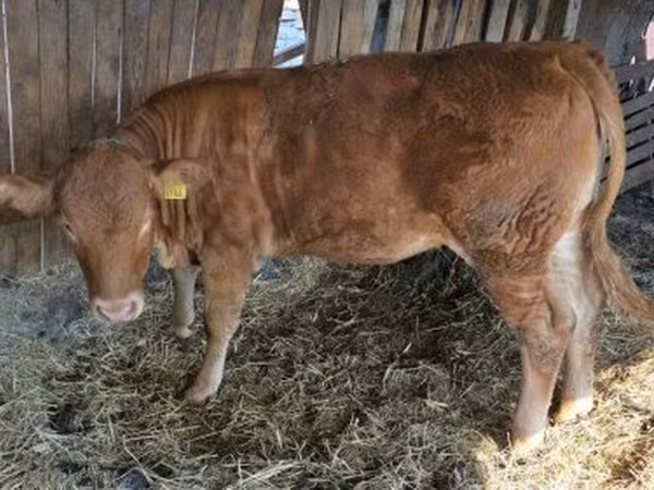 Kuh, Limousin-Kuh