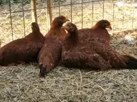 Chickens — foto 5