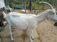 公山羊, Saanen goat — 照片 3