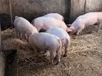 Pigs (batch, sex not specified), Pigs — photo 1
