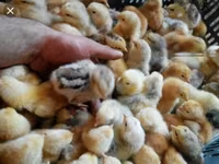 Chickens — 照片 2