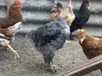 Chickens — zdjęcie 5