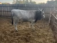 Bull, Hungarian Grey breed — photo 5