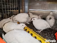 Chickens — Foto 2
