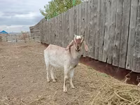 Kozioł, Nubian Goat — zdjęcie 1