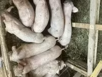 Pigs (batch, sex not specified), Pigs — photo 4