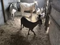 Goat, Goats — photo 2