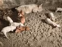 Schweine (Partie, Geschlecht nicht angegeben), Schweine — Foto 8