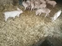 猪（批次，未指定性别）, Pigs — 照片 3