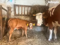 Kuh, Simmental cattle — Foto 2