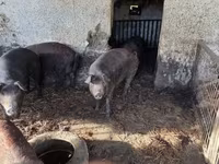 公猪, Мангалица — 照片 1