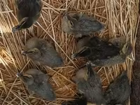 Ducks — zdjęcie 5