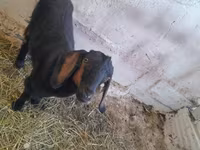 Goat, Nubian Goat — photo 3