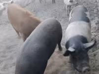 母猪, Pigs — 照片 1