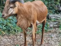 Kos, Cameroon sheep — 1. fotó