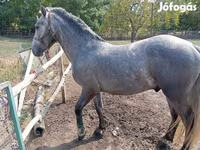 Hing, Lipizzaner — 5. fotó