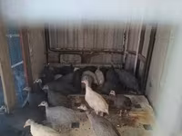 Guinea fowl — 1. fotó