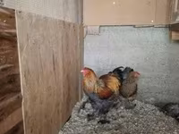 براهما — الصورة 4