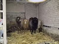 भेड़, Hissar sheep — फ़ोटो 1