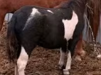 公马, Horses — 照片 2