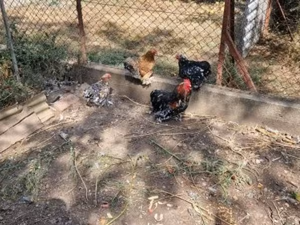 Pekin Bantam — Magyarország
