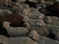 Schaf, Merino sheep — Foto 3