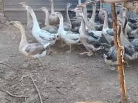 Geese — الصورة 2