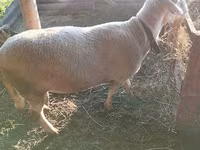 Widder, Lacaune sheep — Foto 5