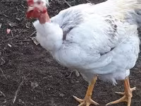 Chickens — 照片 5