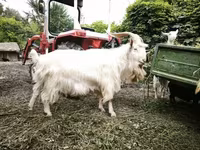 公山羊, Goats — 照片 4