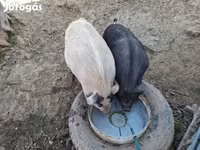 Boar, Вьетнамская вислобрюхая — photo 8