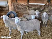 Kos, Merino sheep — 3. fotó