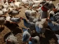 Chickens — foto 6